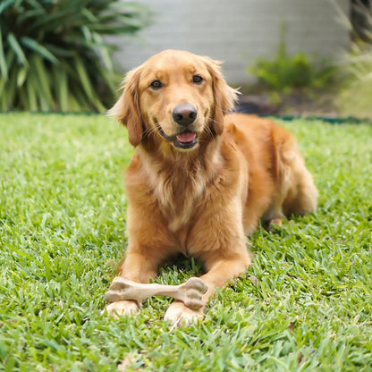Nylabone Healthy Edibles WILD All-Natural Long Lasting Chew Treats