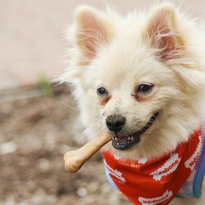 Nylabone Healthy Edibles All-Natural Long Lasting Chew Treats Roast Beef