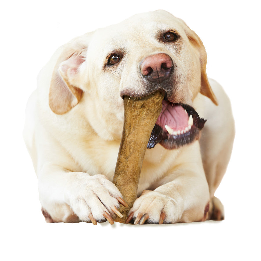 Nylabone Healthy Edibles All-Natural Long Lasting Chew Treats