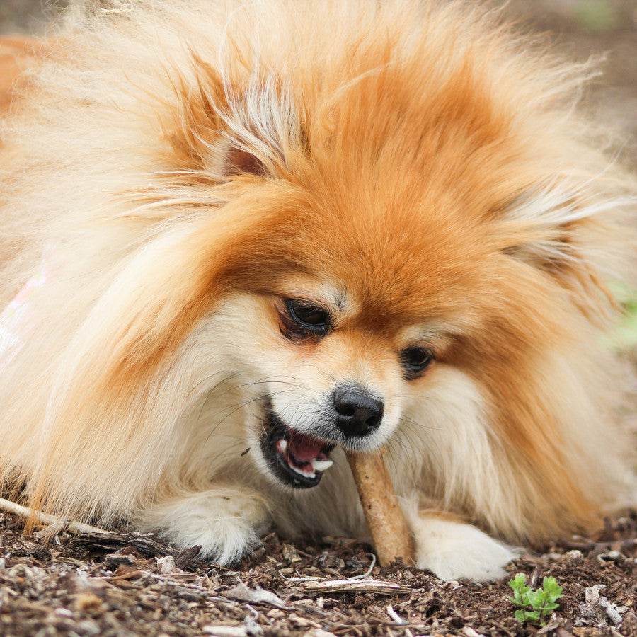 Nylabone Healthy Edibles All-Natural Long Lasting Chew Treats Roast Beef